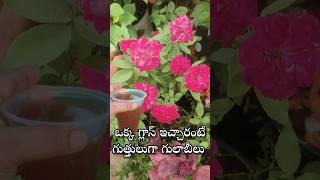 Best fertilizer for Rose and Jasmine plant youtubeshorts shorts shortvideo [upl. by Ahseyk]