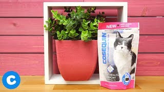 Nutramax Cosequin Cat Supplement  Chewy [upl. by Suivatnad196]