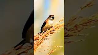 Indian Silverbill Eating Foodsnatureworlds shortsvideo [upl. by Glialentn]