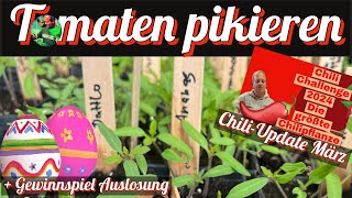 Tomaten pikieren Chilichallenge 2024 MärzUpdate und Frohe Ostern [upl. by Aceber]