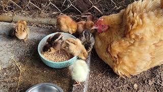 3 days old baby chicks [upl. by Eekorehc]