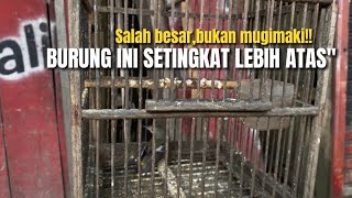 Setingkat lebih unggul‼️burung jacklin yang dianggap sama dengan burung mugimaki‼️KangarifPantau [upl. by Fleck]