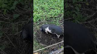 Gloucester Old Spot Pigs  Our Newest Addition [upl. by Dumah866]