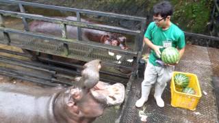 Hippo Family Eating Watermelons＆Baby hippo Nagasaki Japan [upl. by Kleeman]