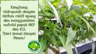 Kangkung hidroponik sistem rakit apung dengan pupuk NPK [upl. by Dahlia165]