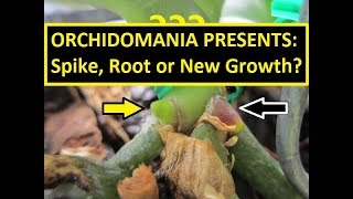 Orchidomania Presents Spike Root or New Growth [upl. by Asillim]