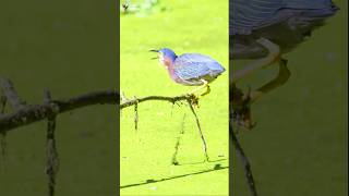 The Heron on the Hunt birds heron nature [upl. by Redford214]