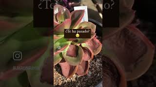 Manchas en suculentas succulents suculentas plantas cactus cactusysuculentas plants [upl. by Wyatt]