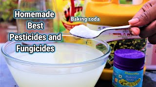 Easy and Effective Homemade Organic Pesticide and Fungicides for any plants  Baking soda [upl. by Abbott882]