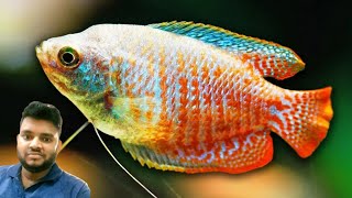 Beautiful Dwarf gourami fish 🐟 tank decoration idea  relaxing video  full hd  gourami fish [upl. by Odnumyer]