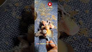 Love Birds Chicks Hand Feeding Tips How to birds Hnd Feed Bird parrot Chicks [upl. by Agee925]