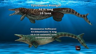 Tylosaurus Proriger and Mosasaurus Hoffmanni Size Comparison [upl. by Delmar47]