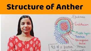 structure of microsporangium  structure of anther   BSc  MSc  NEET  PGT Biology [upl. by Rabelais]