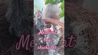 merawat bayi pinniped music birds snake [upl. by Razid]