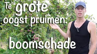 Te grote oogst pruimen boomschade [upl. by Briano638]