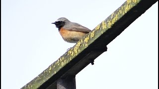 Pleszka  śpiew film i zdjęcia  Common redstart song Phoenicurus phoenicurus Colirrojo real [upl. by Ahsoik450]