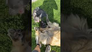 CRAZY DOGS FIGHT STAFFY VS LEONBURGHER dog fight puppy dogs attack happy doglover fun [upl. by Notreve530]