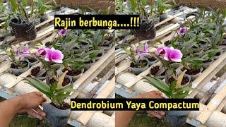 🛑DENDROBIUM YAYA COMPACTUM [upl. by Ennirroc]