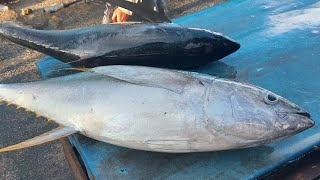 Live 12 Aug 24 ‼️🔥 Cutting fresh yellowfin tuna by skilled hands at Sorong Fish Market West Papua [upl. by Koffler]