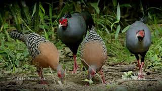 Siamese fireback Lophura diardi also known as Diards fireback family birds wildlifephotography [upl. by Adiel806]