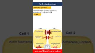 Cellular junctions Anchoring junctions  Physiology  by Imran Yaseen [upl. by Anyehs594]