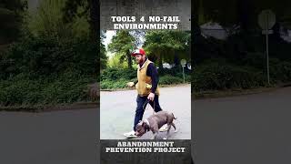 No fail Environment Dog Training with Ecollar [upl. by Nuncia]