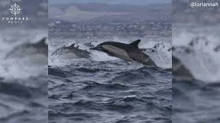 Megapod of 5000 Dolphins Stampedes Next to Boat [upl. by Roselyn]