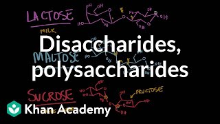 Disaccharides and polysaccharides  Chemical processes  MCAT  Khan Academy [upl. by Aidyn]