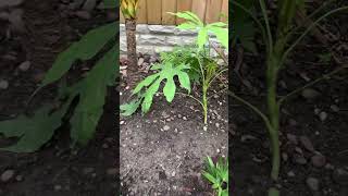 My new Fatsia Polycarpa Green Fingers [upl. by Judson]