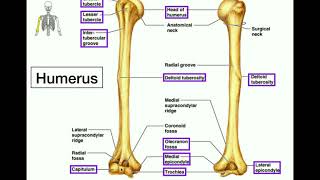 Anatomy  Specific Bony Features of the Humerus amp Left vs Right [upl. by Anitnuahs]