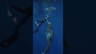 How to Redirect a TIGER SHARK🦈😱 safety ocean marinebiology coexist ocean conservation 1 [upl. by Kcirtemed]