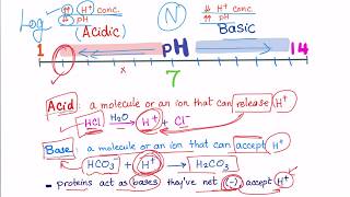 Acid Base Disorders part 2 acidosis vs acidemia [upl. by Thilde788]