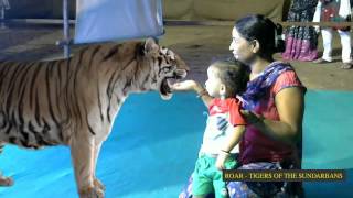 Rajput Face To Face With The Tigers Of The Sundarbans [upl. by Nueoras]