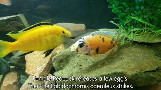 Peacock Cichlids fertilizing eggs [upl. by Soraya]