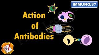 Action of Antibodies Neutralization Opsonization Complement Activation and ADCC FLImmuno37 [upl. by Addison]