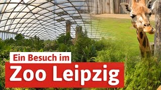 Zoo Leipzig  Städtereise mit Elefant Tiger amp Co [upl. by Einned]