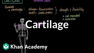 Cartilage  Muscularskeletal system physiology  NCLEXRN  Khan Academy [upl. by Neelram]