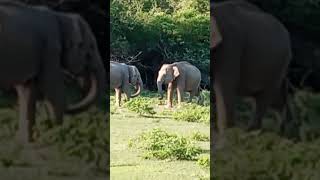 Unforgettable moments with unforgettable beingsYala National park Sri Lanka beach musictravell [upl. by Heintz759]