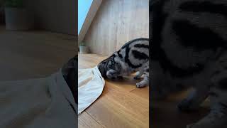 Is your cat getting bored shorts subcribe cat kitten fyp pets [upl. by Kahcztiy]