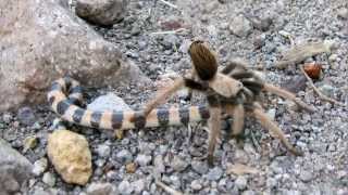 Tarantula captures snake on Siphon Draw Trail Arizona [upl. by Aivital]