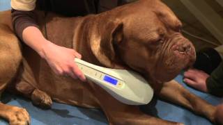 ROSIN Tiergesundheit  Lasertherapie [upl. by Llerrit]