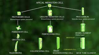 Plant tissue culture and its application [upl. by Richers]