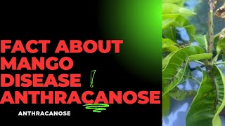 Facts about ANTHRACANOSE Most Destructive Disease of Mango in 2024 mangocultivation [upl. by Hayimas656]