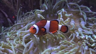 Clownfische TropenAquarium Hagenbeck März 2018 4K [upl. by Janice]