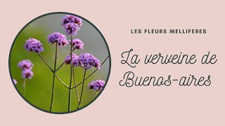 La verveine de buenosaires une fleur mellifère qui attire tous les papillons [upl. by Emmerich]