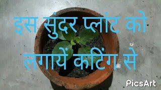 how to grow kalanchoe plant in kutting in hindi [upl. by Aldred]