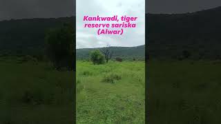 kankwadi tiger 🐅 reserve sariska Alwar [upl. by Rovit]