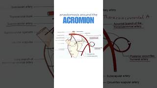 Arterial anastomosis around the acromion process of scapula shorts scapularanastomosis [upl. by Dnumde]