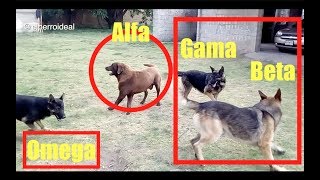 👉 JAURÍA DE PERROS Y JERARQUÍAS Estatus Alfa Beta Gama y Omega 🐕 COMPORTAMIENTOS EN MANADA 🤯 [upl. by Aneerbas]