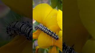 Sunhemp hairy caterpillar  Utethesia pulchella🐛 [upl. by Marchelle879]